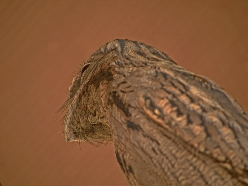 Alice Springs, Tawny Frogmouth